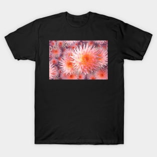 Infinite Pink Spiky Dahlias T-Shirt